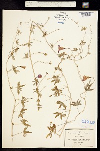 Ipomoea ternifolia image