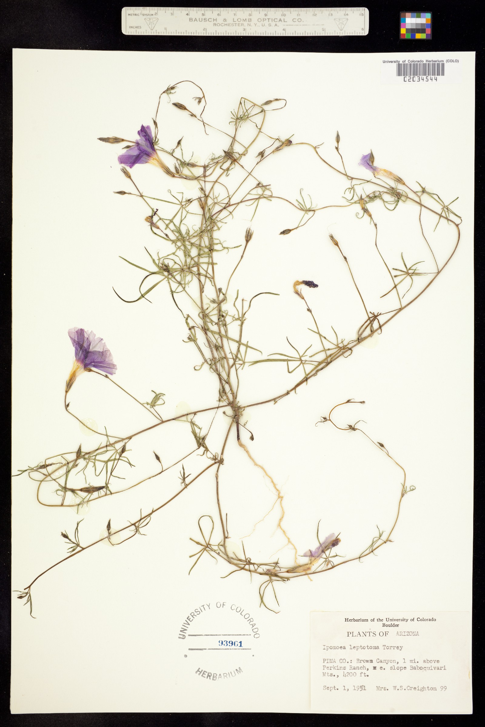 Ipomoea ternifolia var. leptotoma image