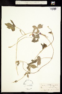 Ipomoea mexicana image