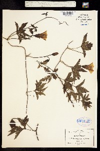 Image of Ipomoea dissecta