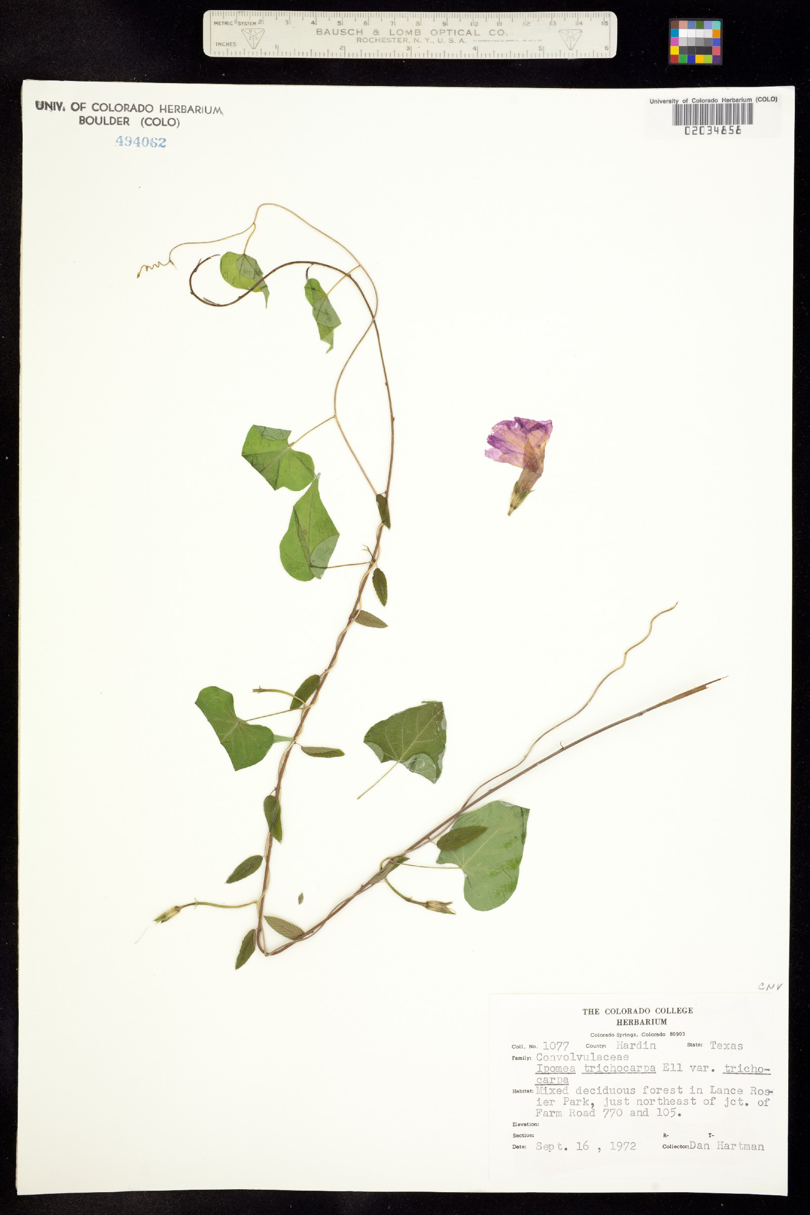 Ipomoea image