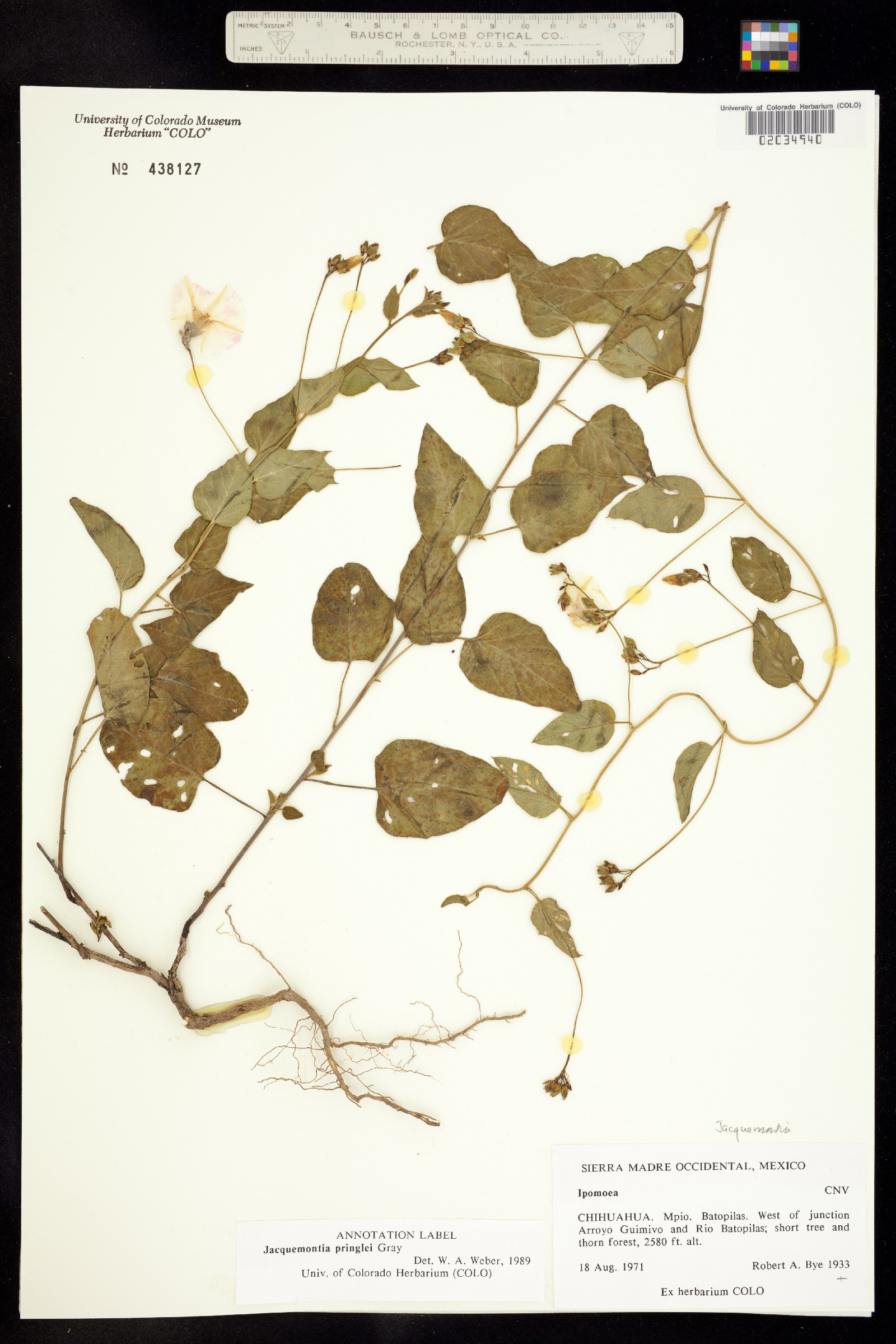 Jacquemontia pringlei image