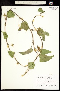 Image of Ipomoea tamnifolia
