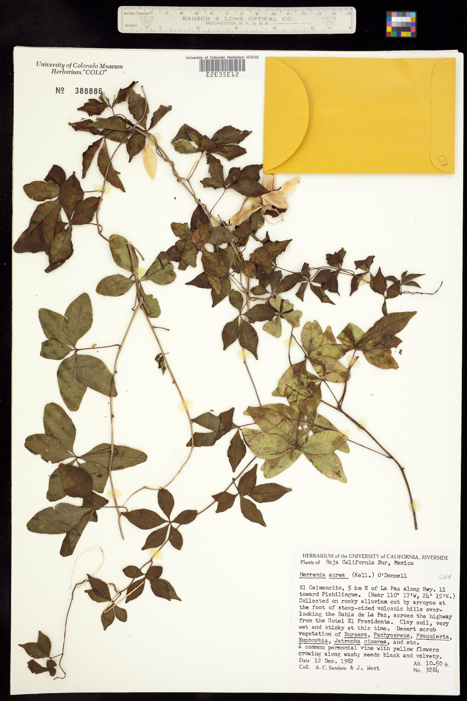 Merremia image