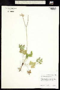 Coptis aspleniifolia image