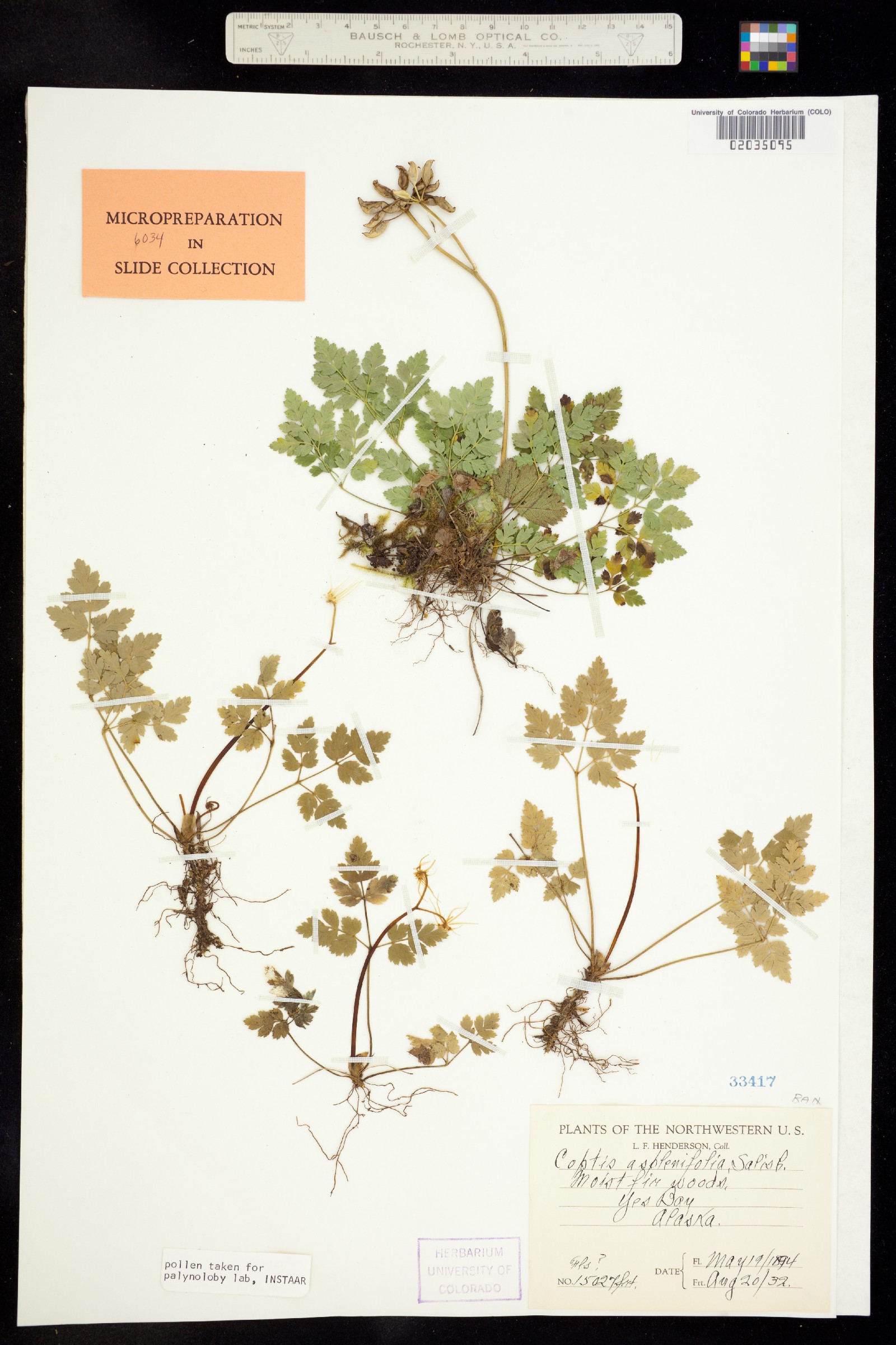 Coptis aspleniifolia image