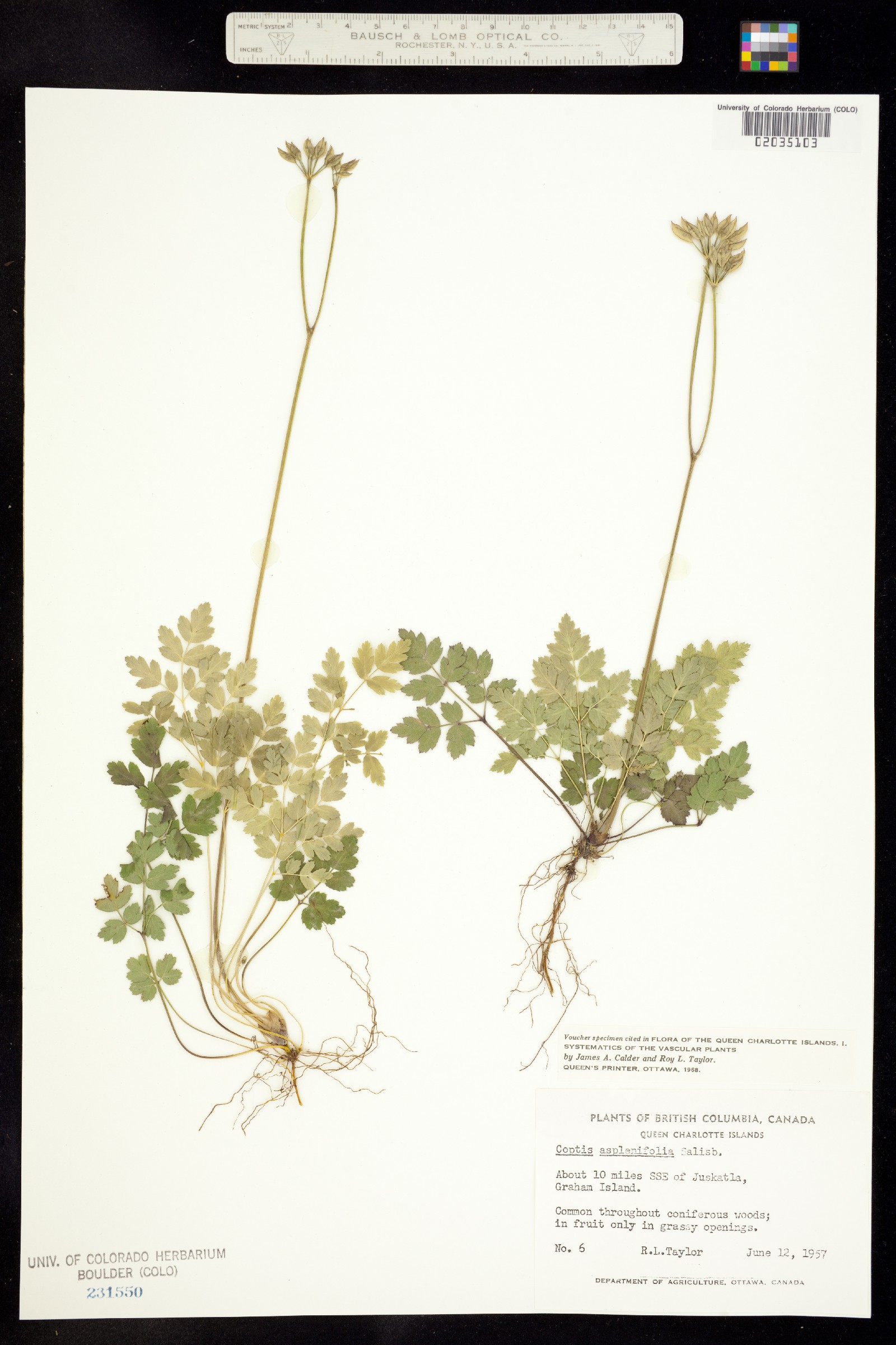 Coptis aspleniifolia image