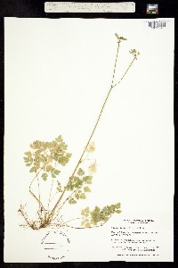 Coptis aspleniifolia image