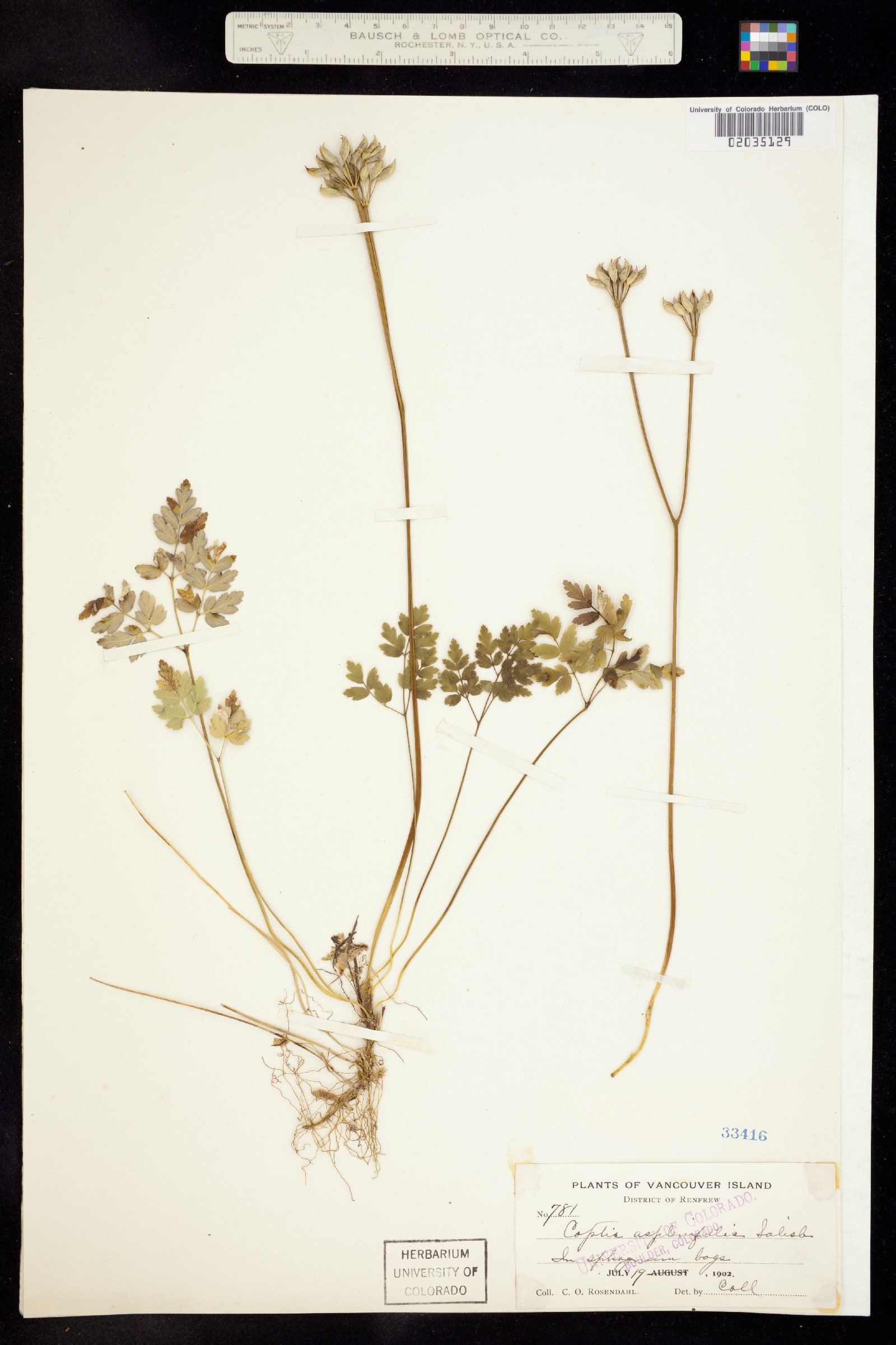 Coptis aspleniifolia image