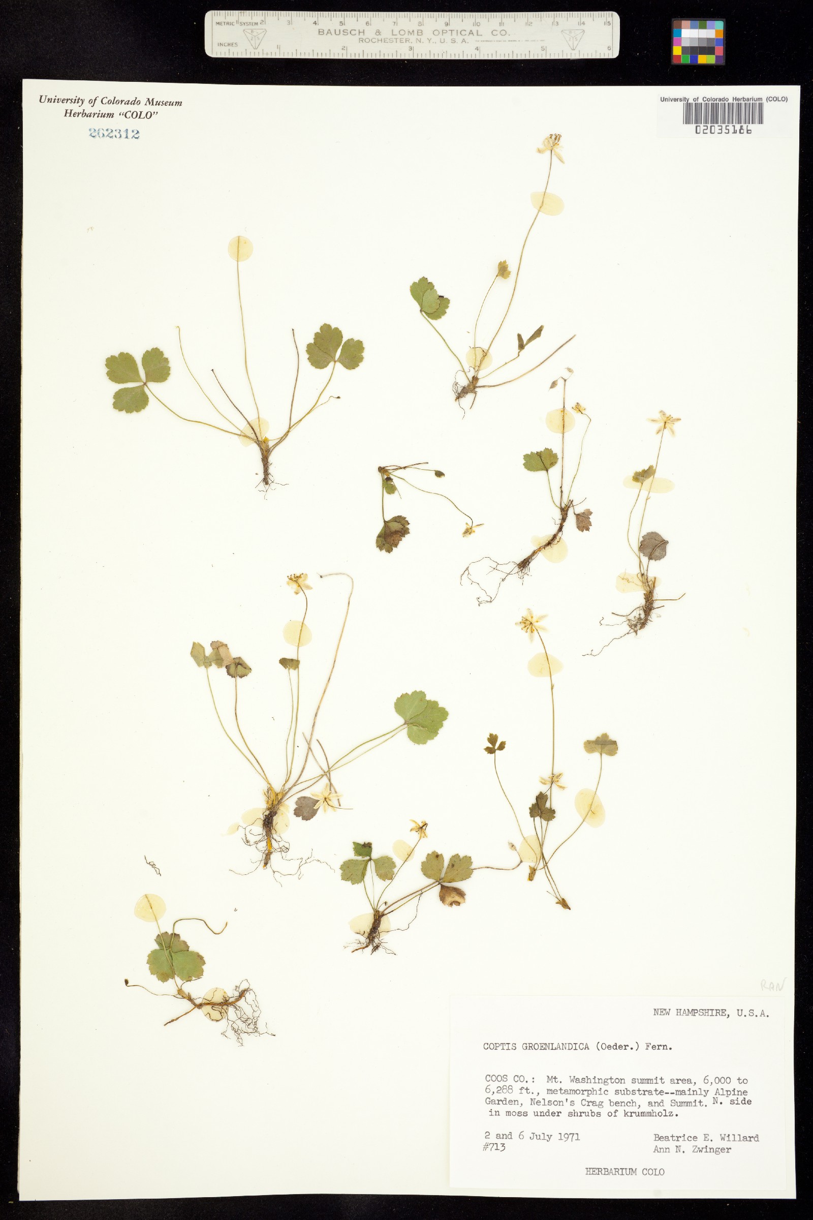 Coptis trifolia image