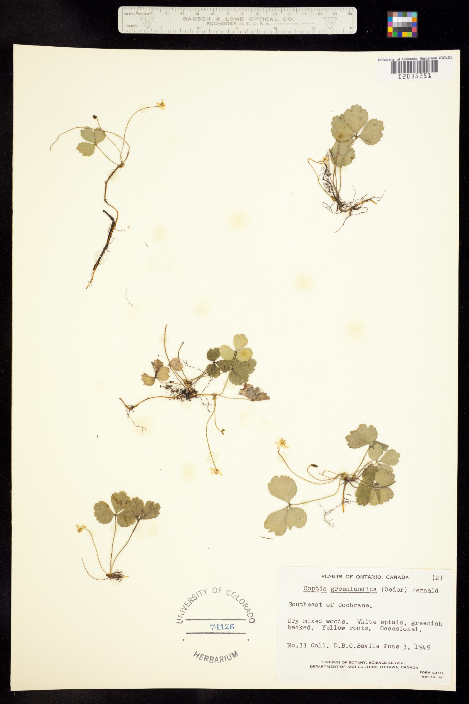 Coptis trifolia image