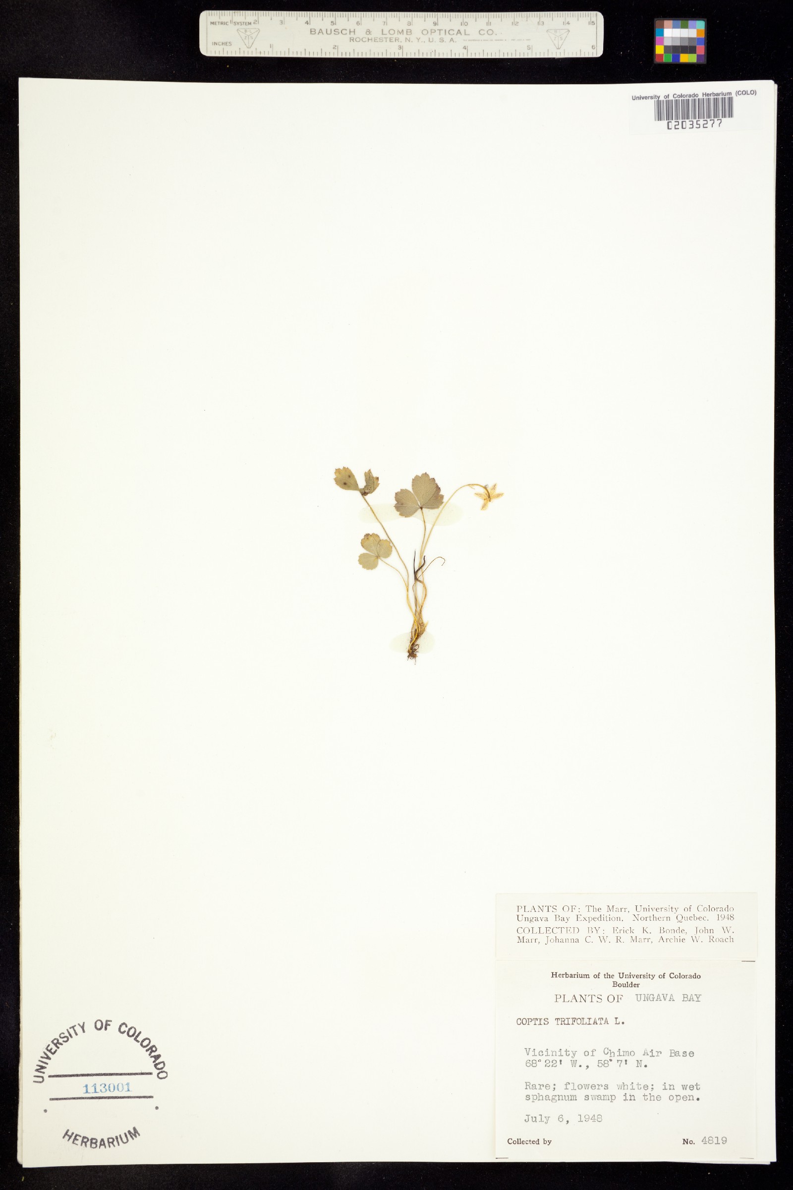 Coptis trifolia image