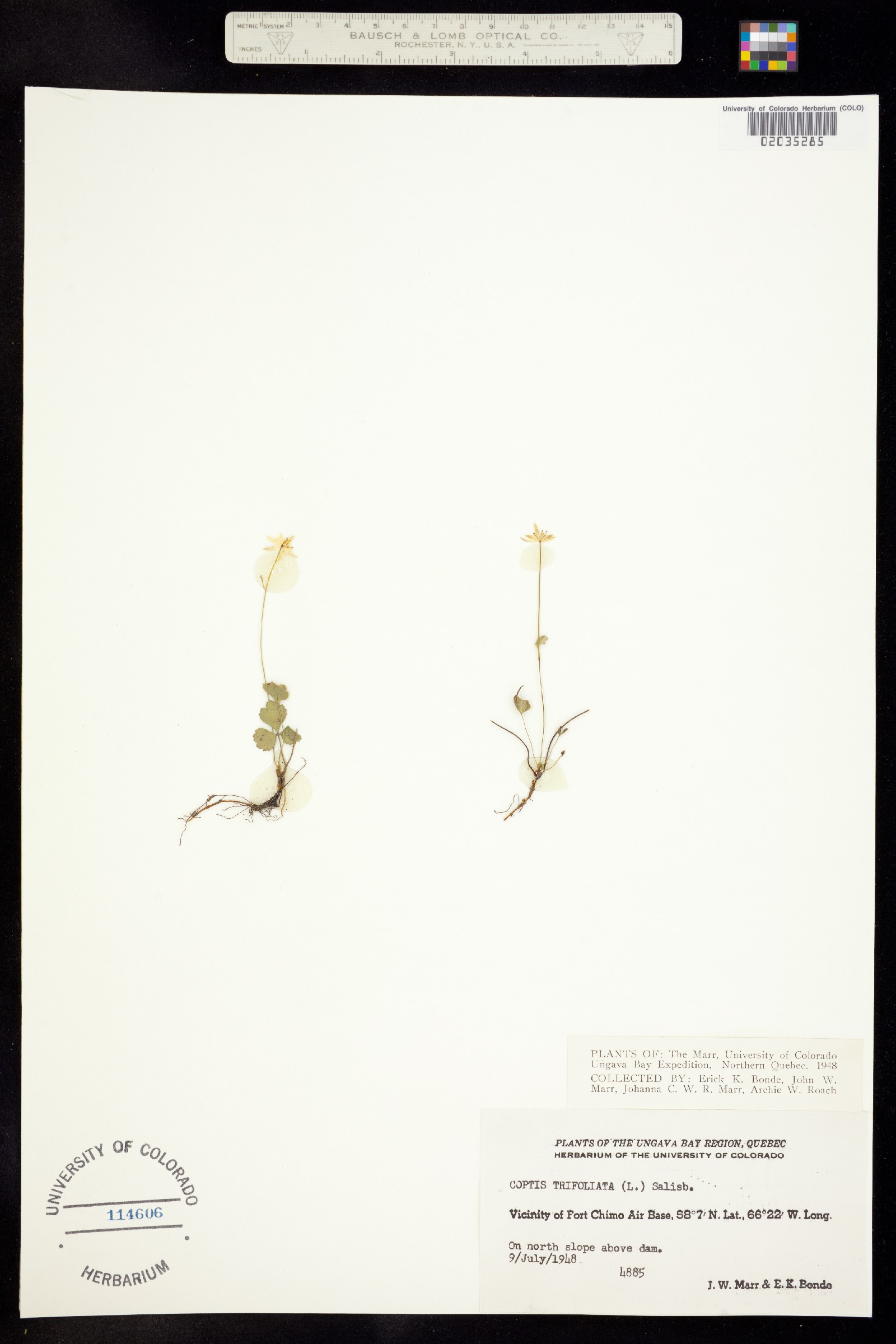 Coptis trifolia image
