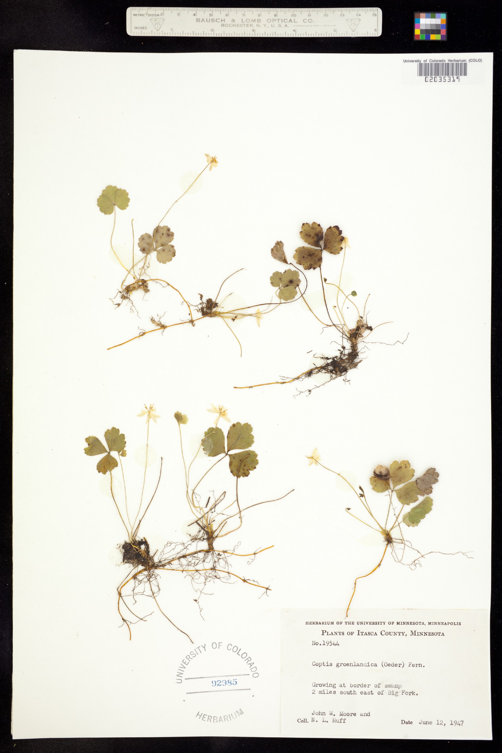 Coptis trifolia image