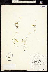 Coptis groenlandica image