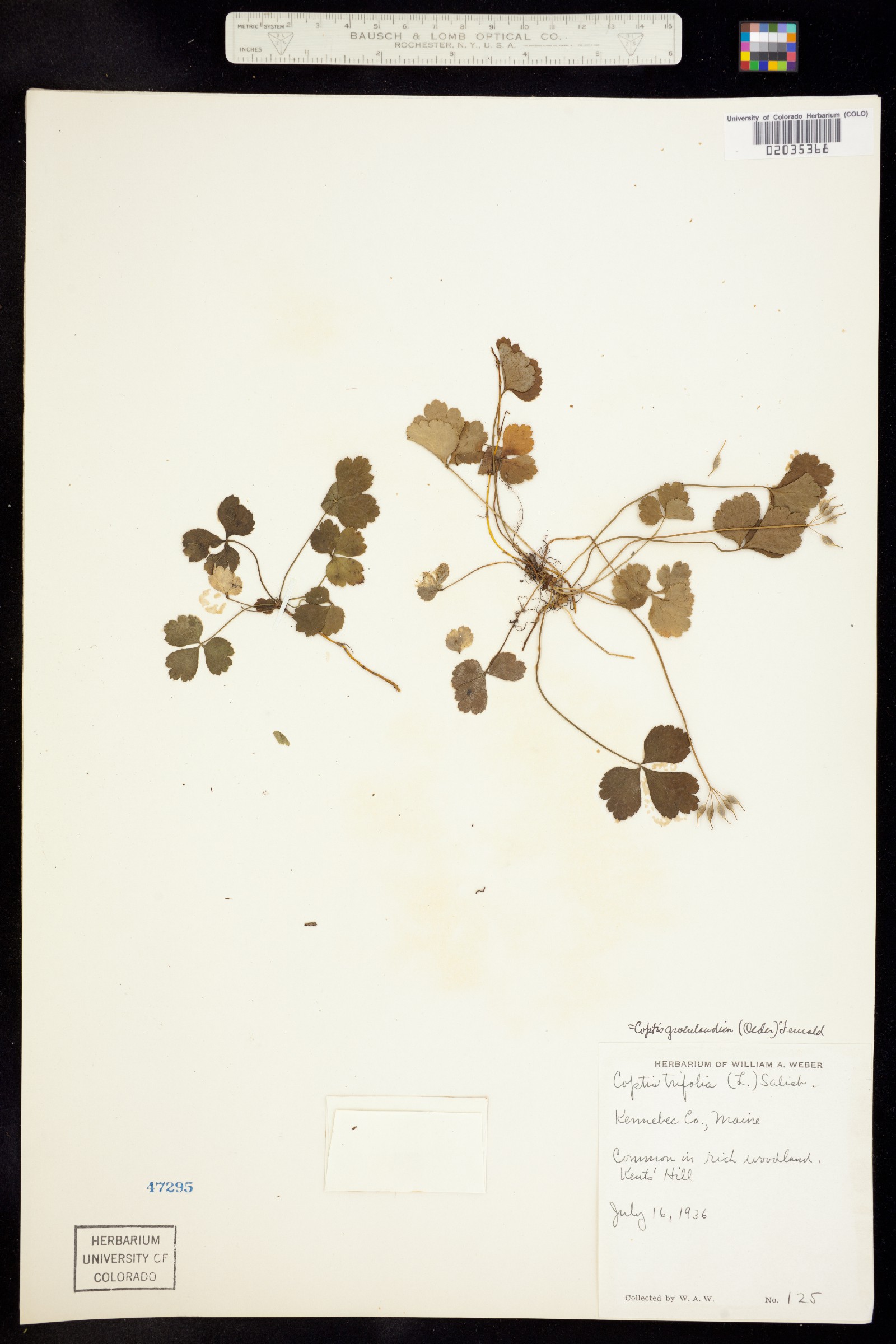 Coptis trifolia image