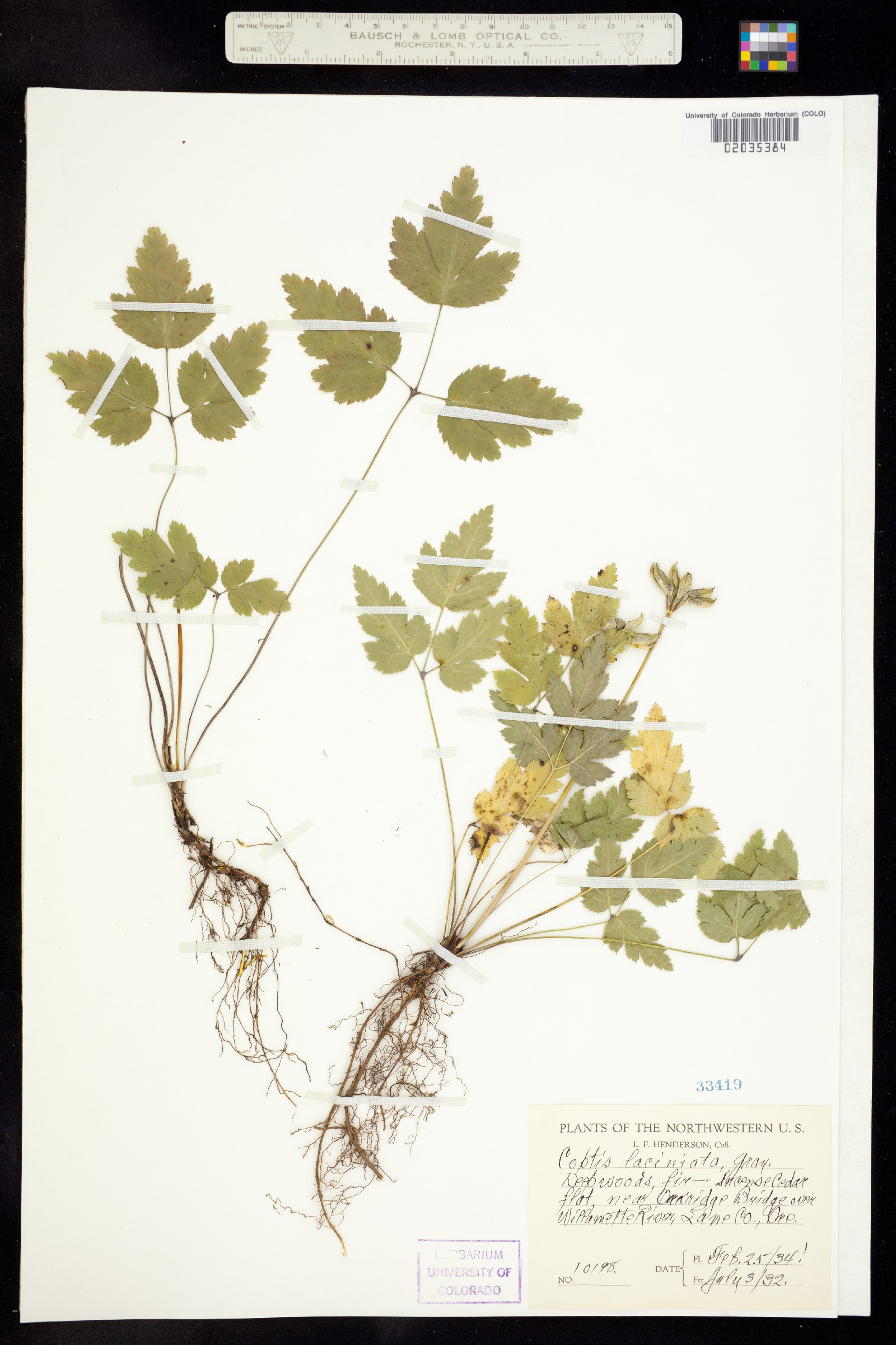 Coptis laciniata image