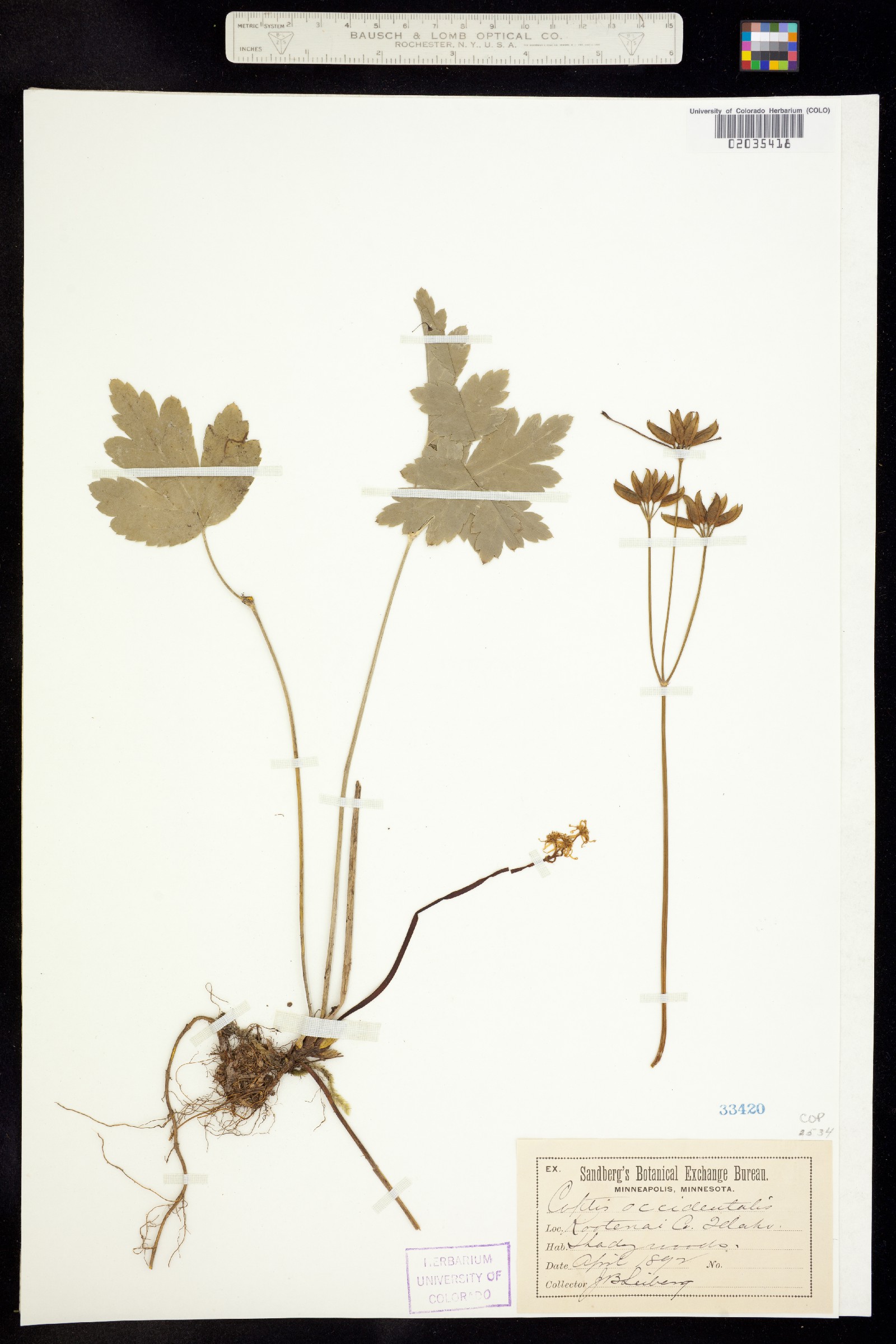 Coptis occidentalis image