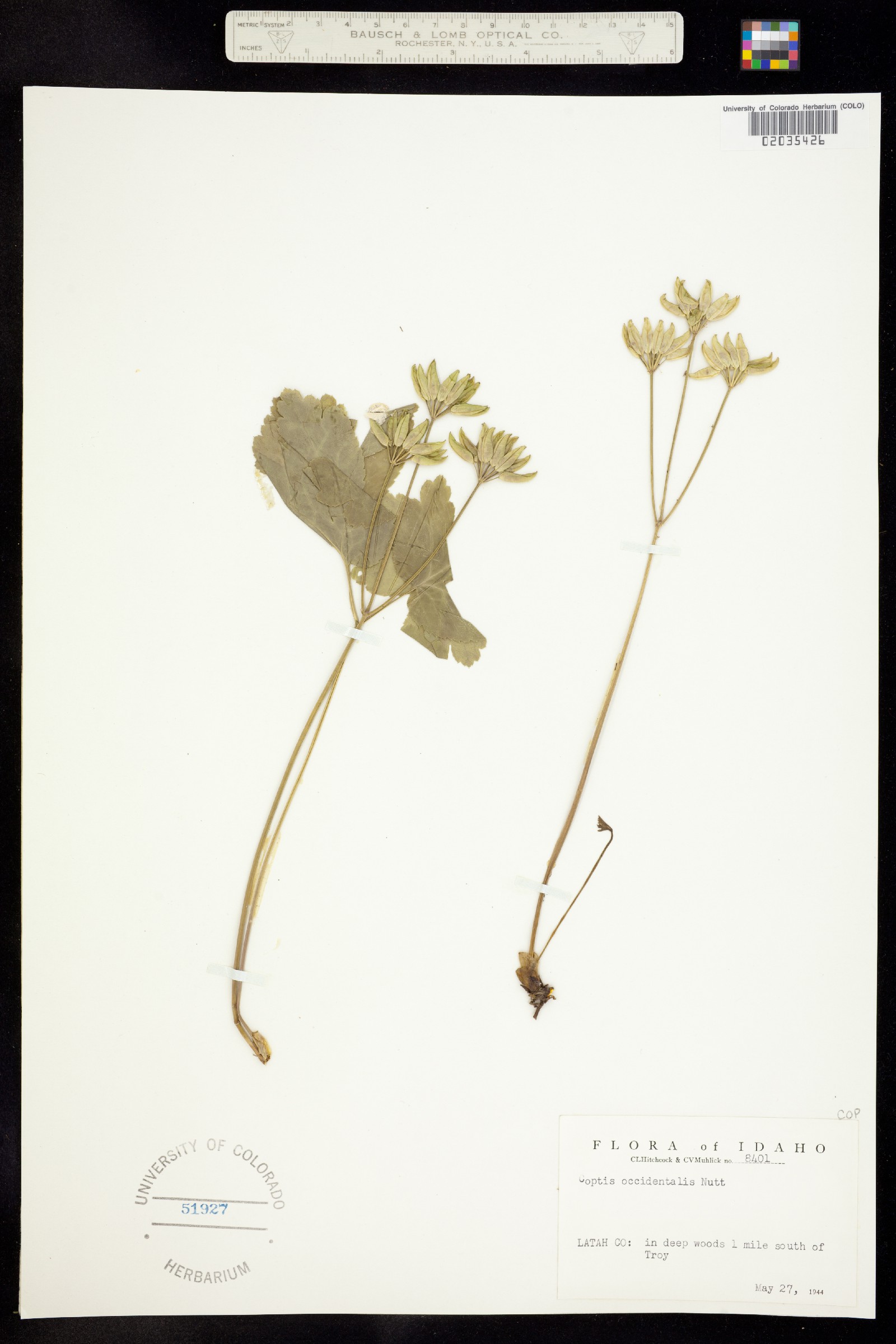 Coptis occidentalis image