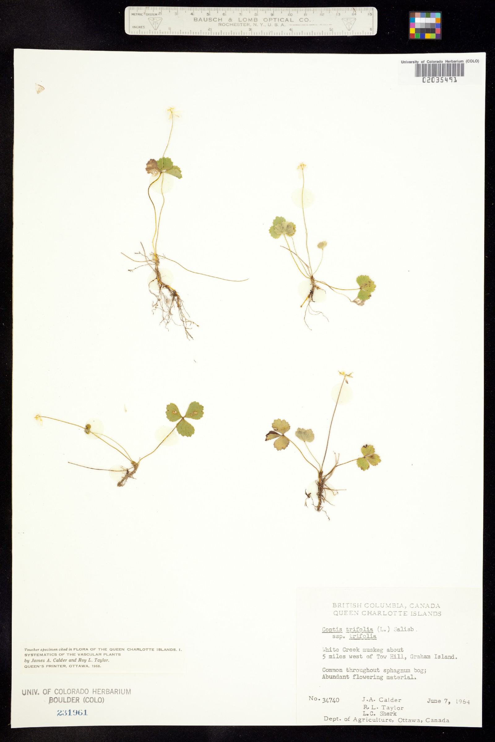 Coptis trifolia image