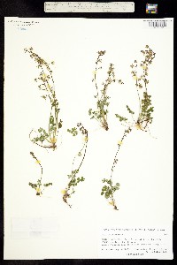 Thalictrum alpinum image