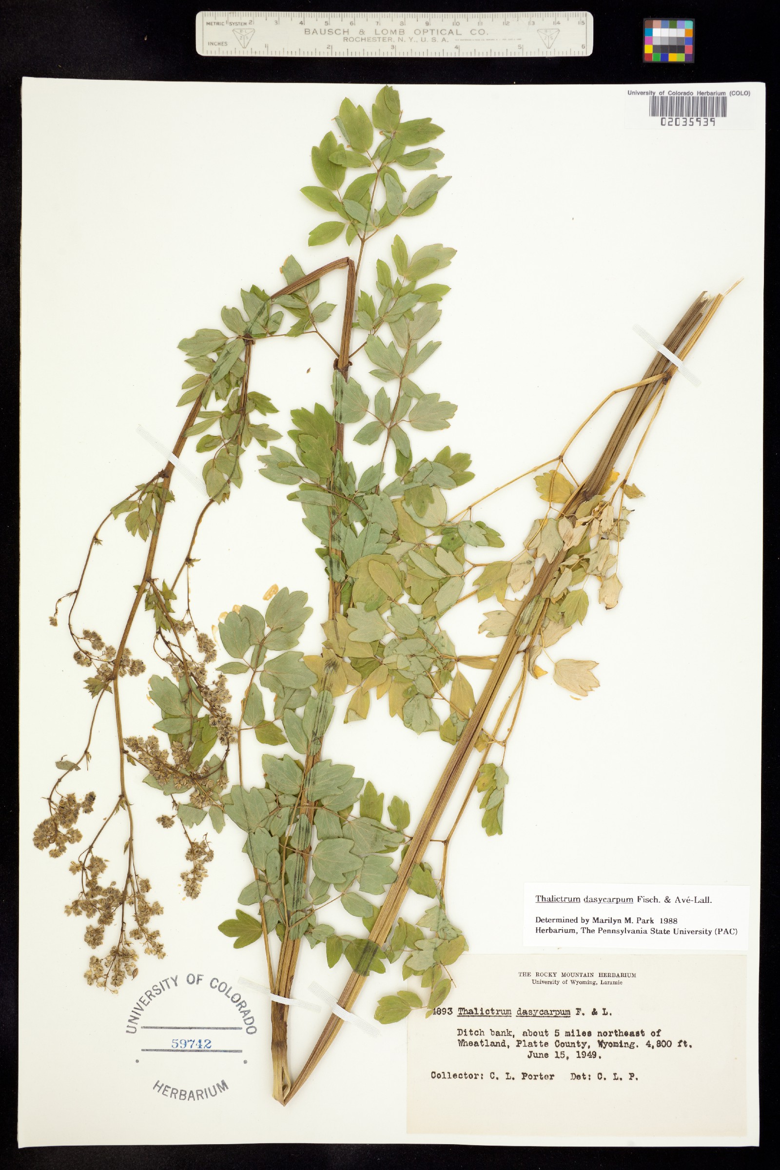 Thalictrum dasycarpum image