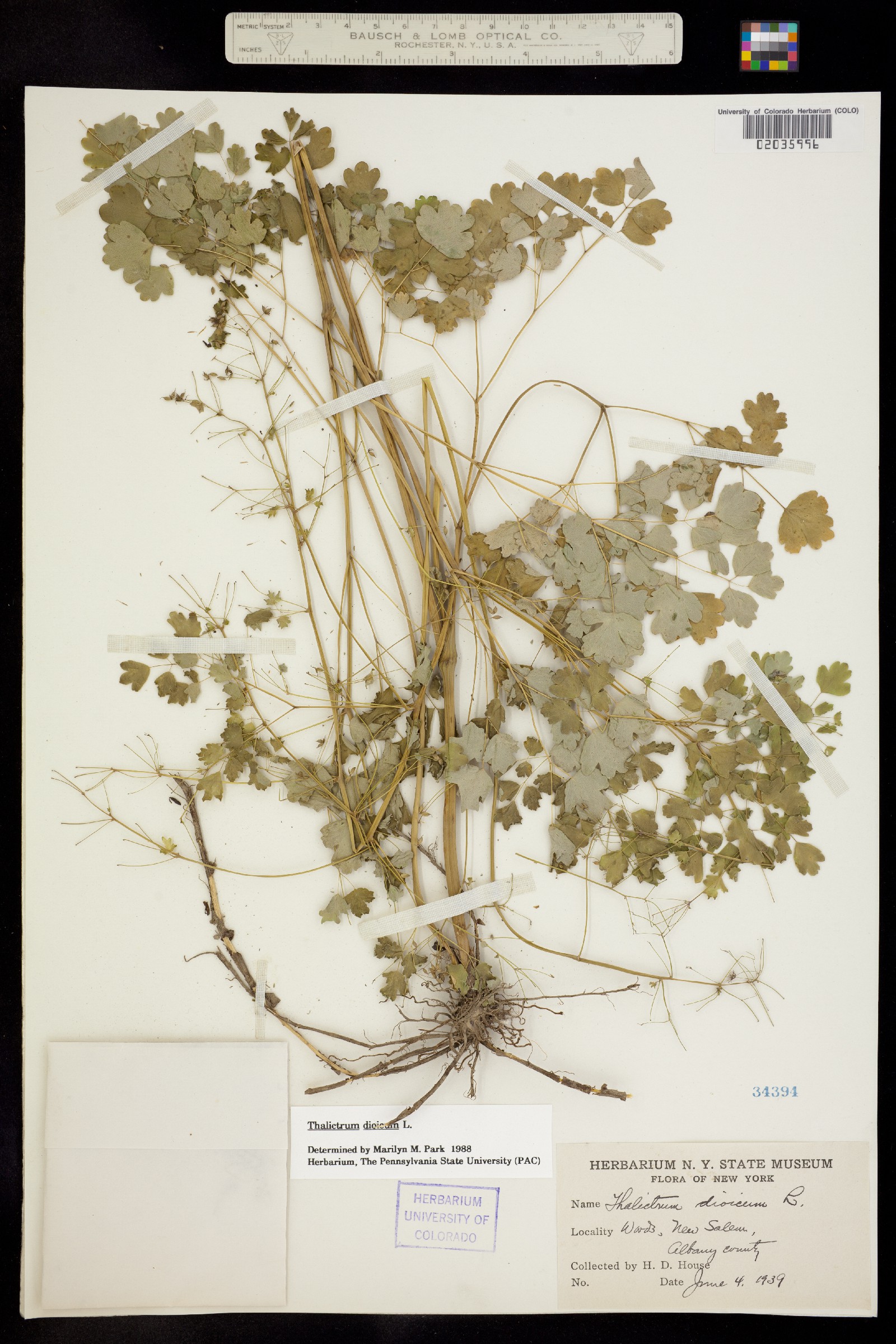 Thalictrum dioicum image