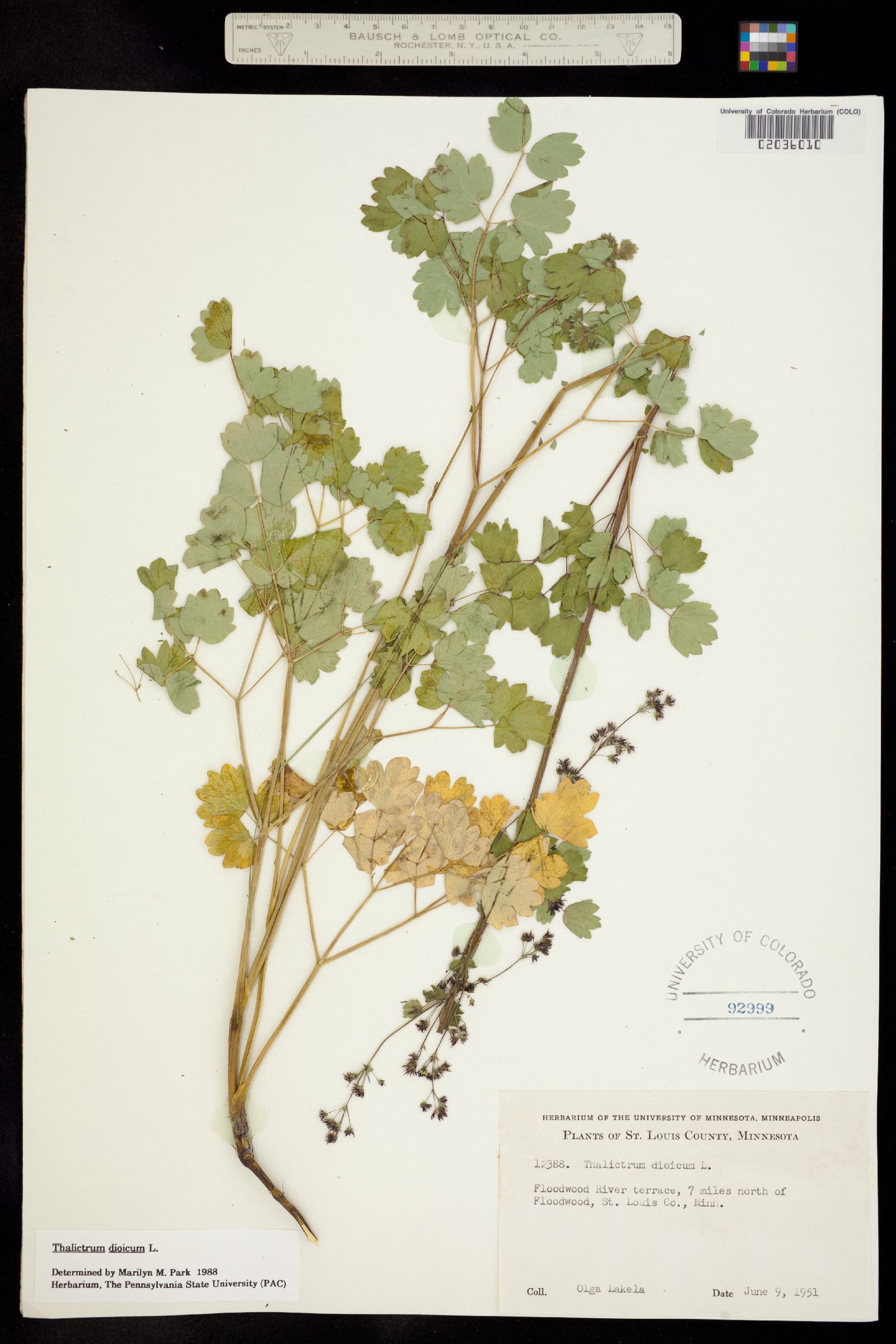 Thalictrum dioicum image