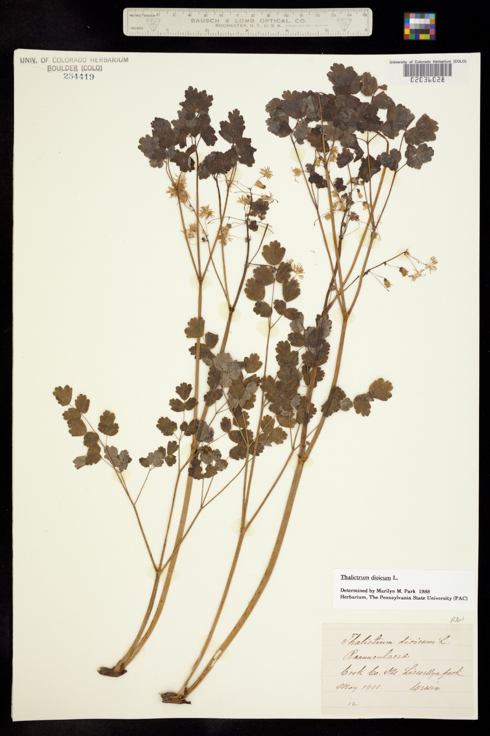 Thalictrum dioicum image