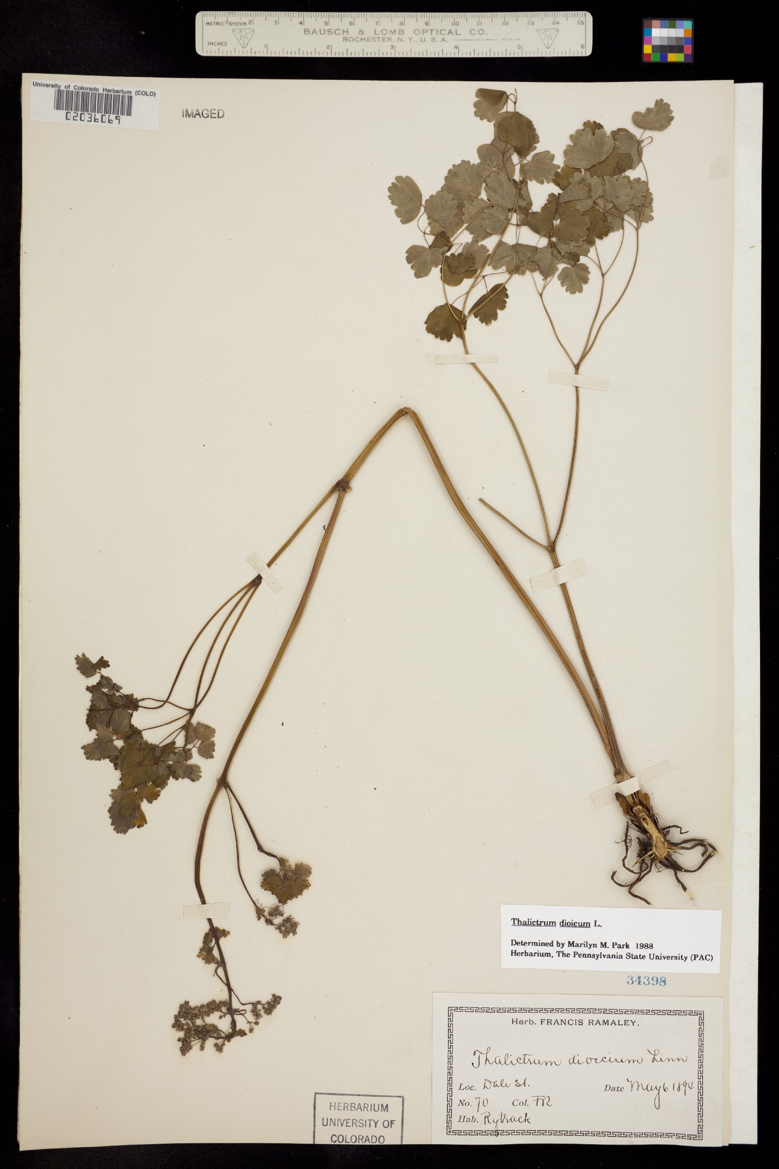 Thalictrum dioicum image