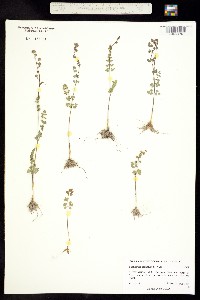 Thalictrum pinnatum image