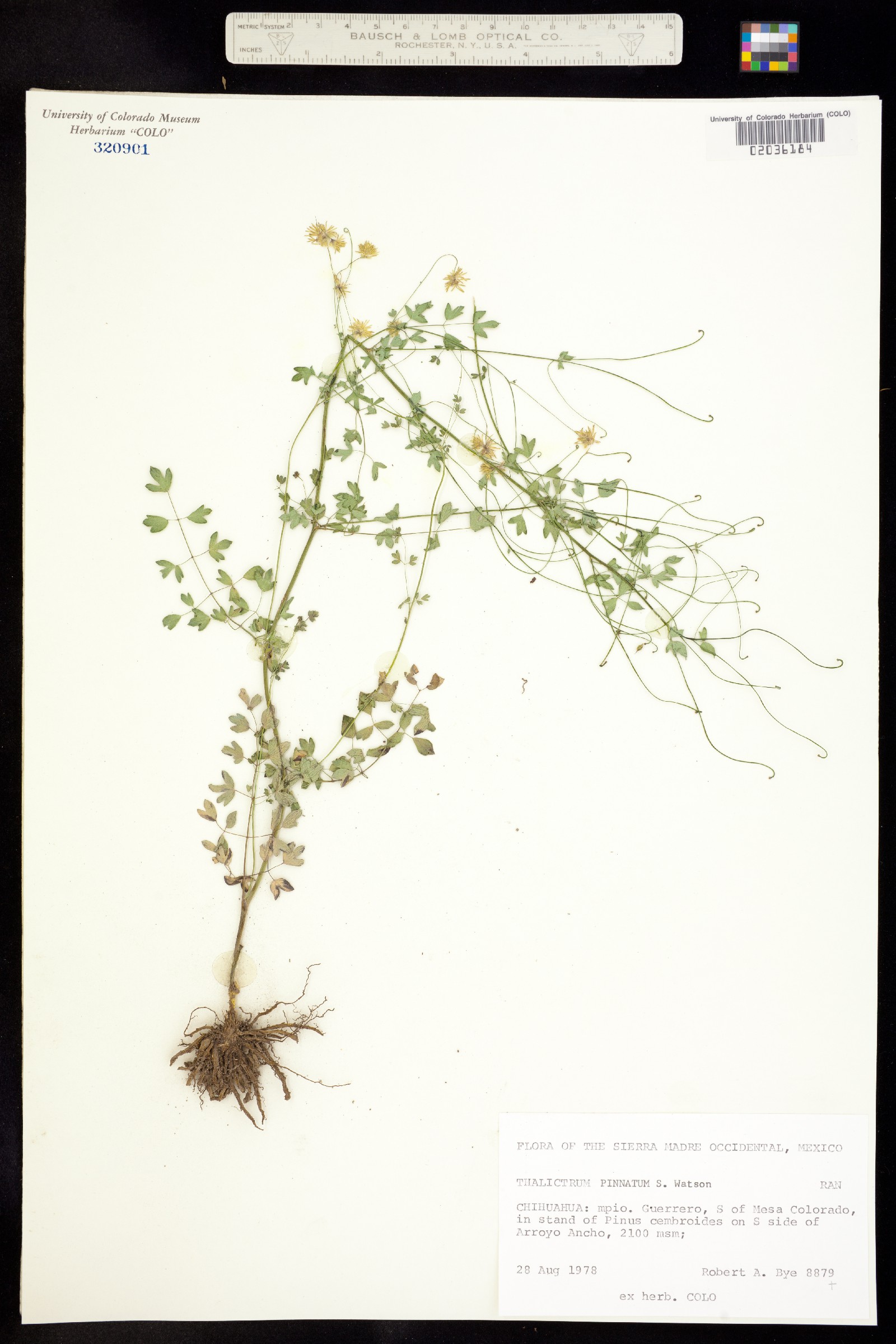 Thalictrum pinnatum image