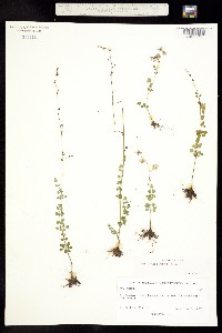 Thalictrum pinnatum image