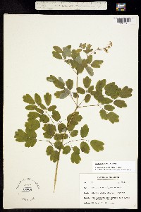 Image of Thalictrum pubescens