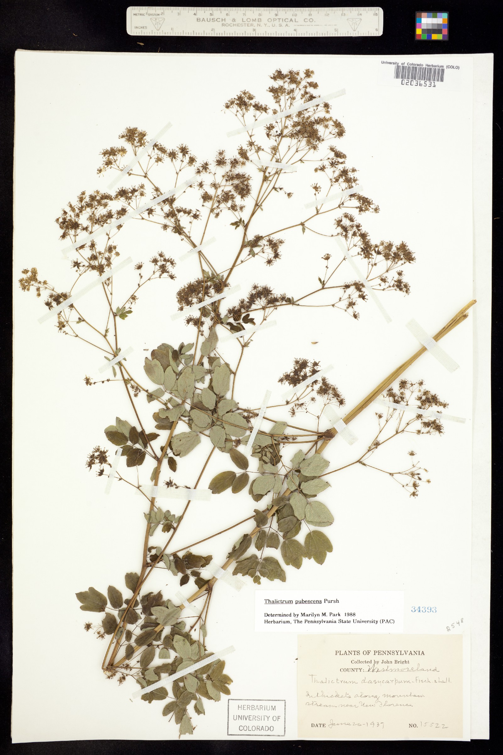 Thalictrum pubescens image