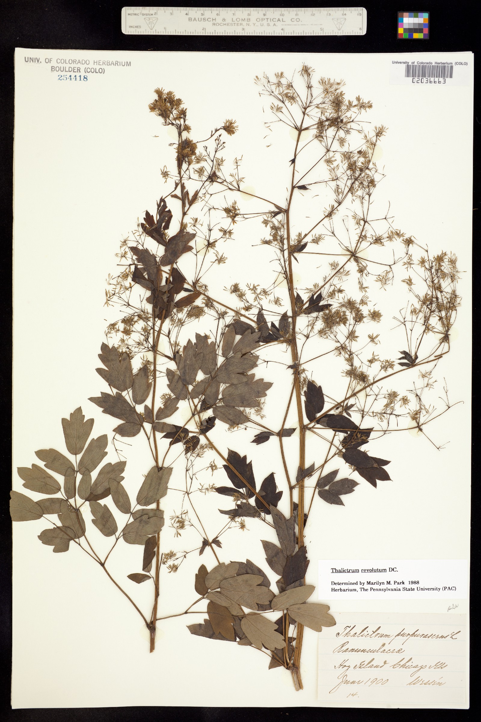 Thalictrum revolutum image