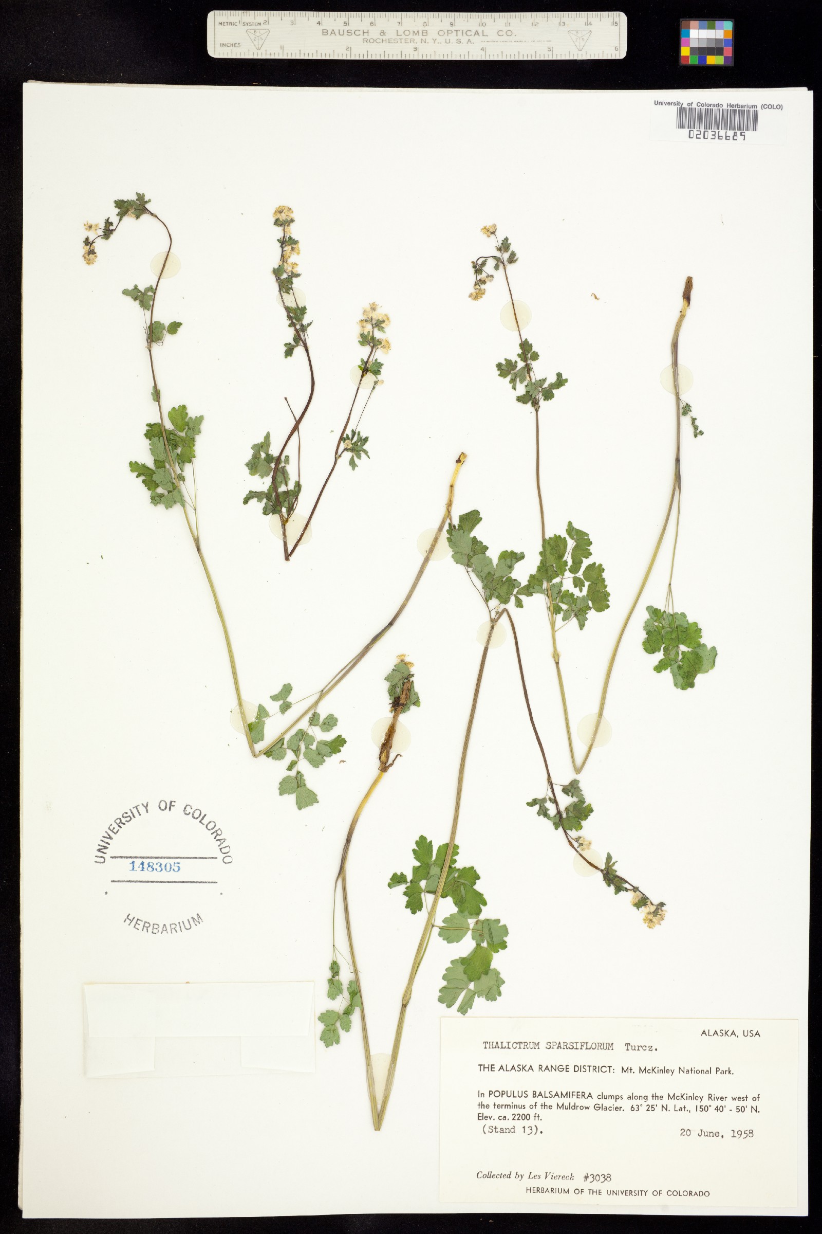 Thalictrum sparsiflorum image