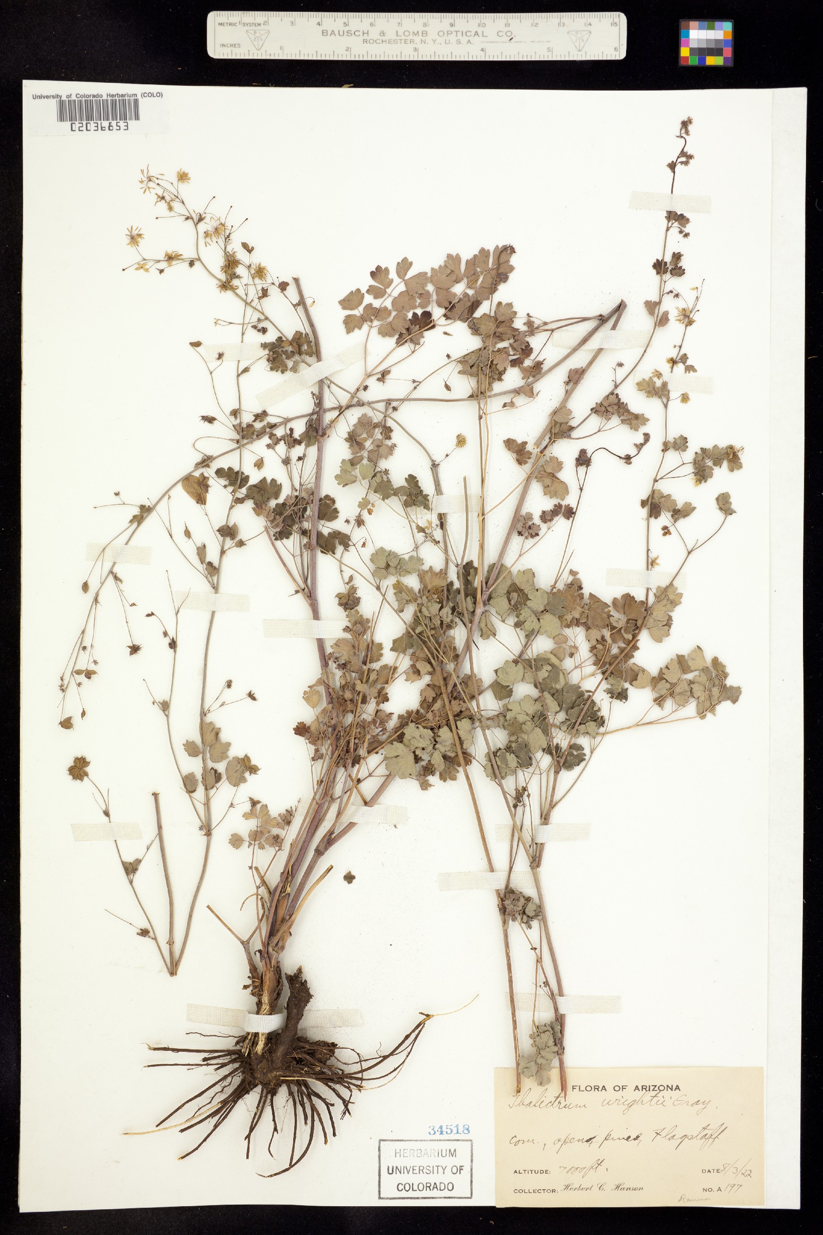 Thalictrum wrightii image