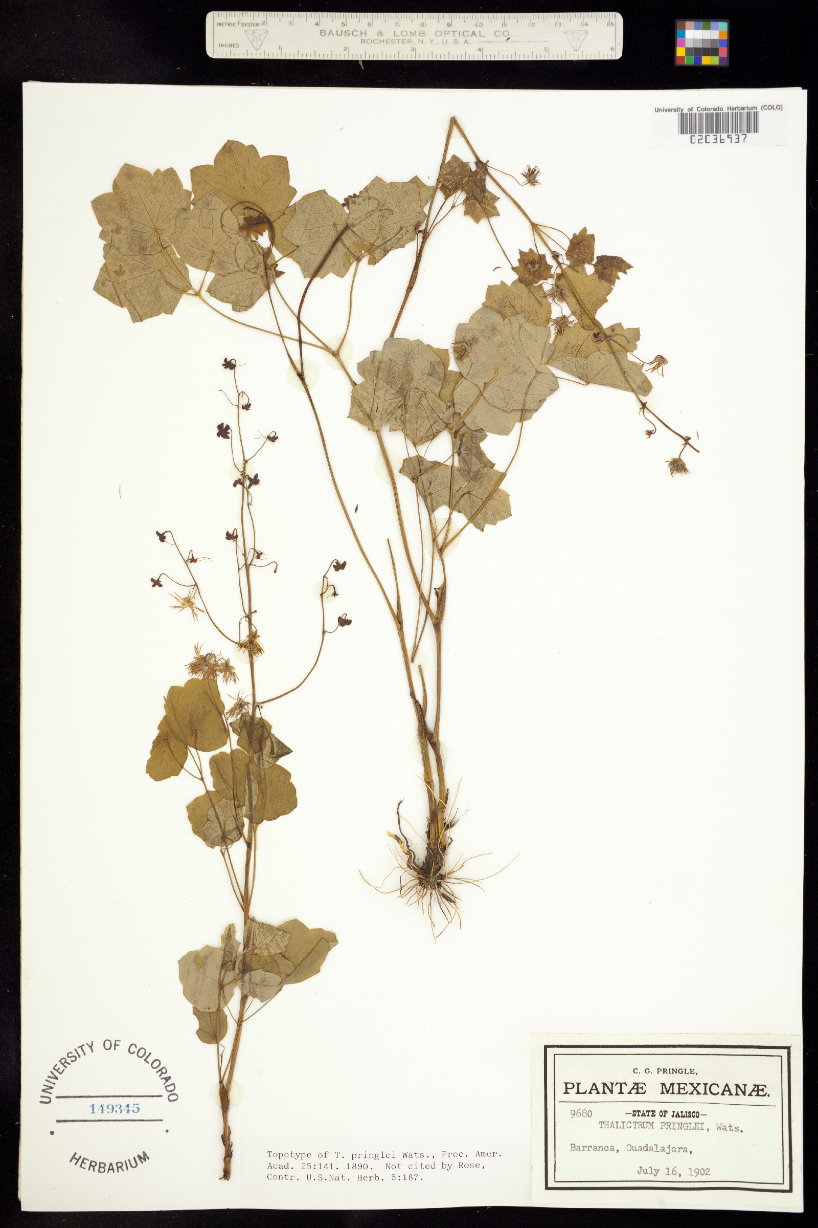 Thalictrum pringlei image