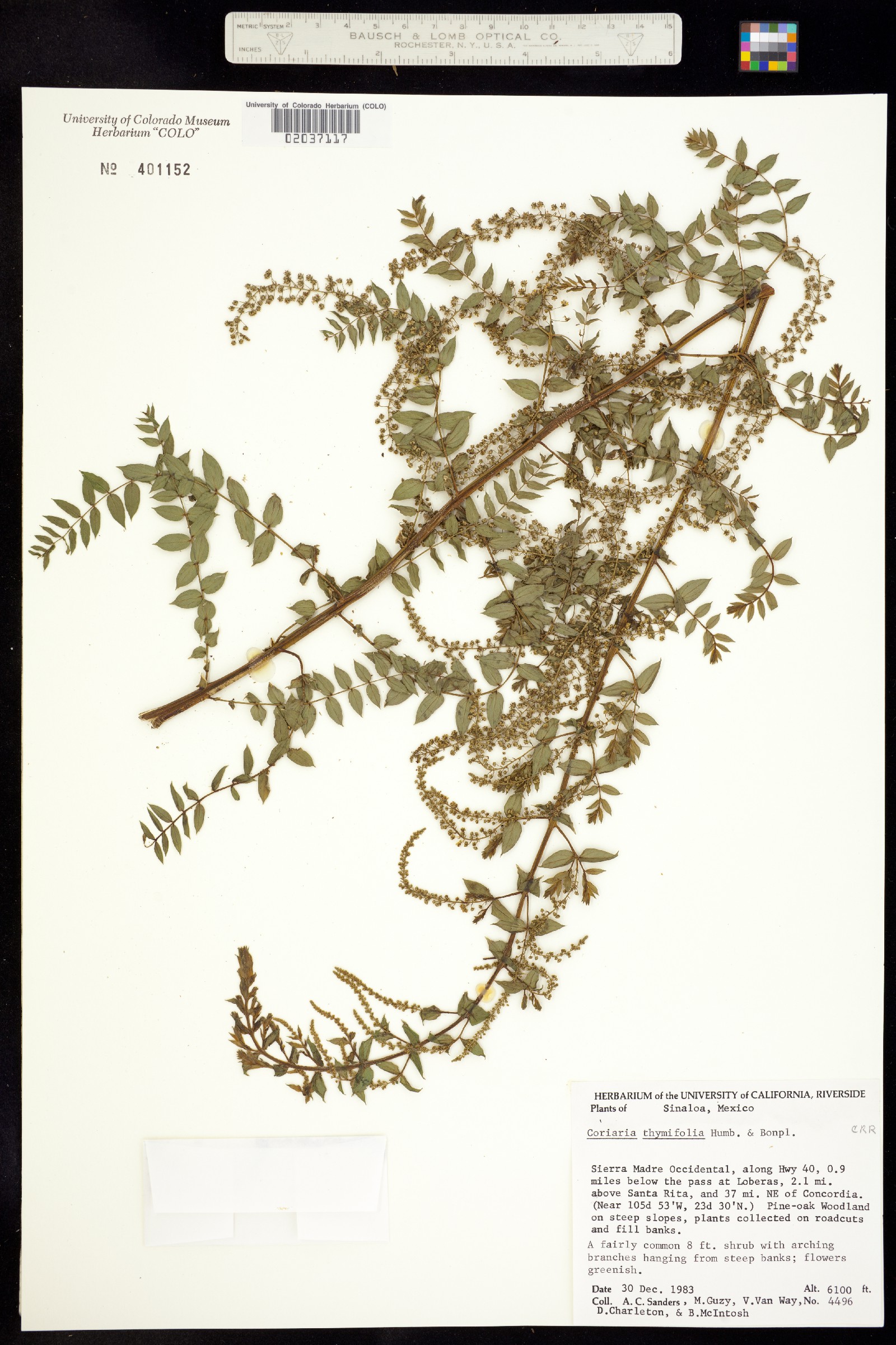 Coriaria thymifolia image