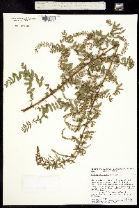 Coriaria thymifolia image