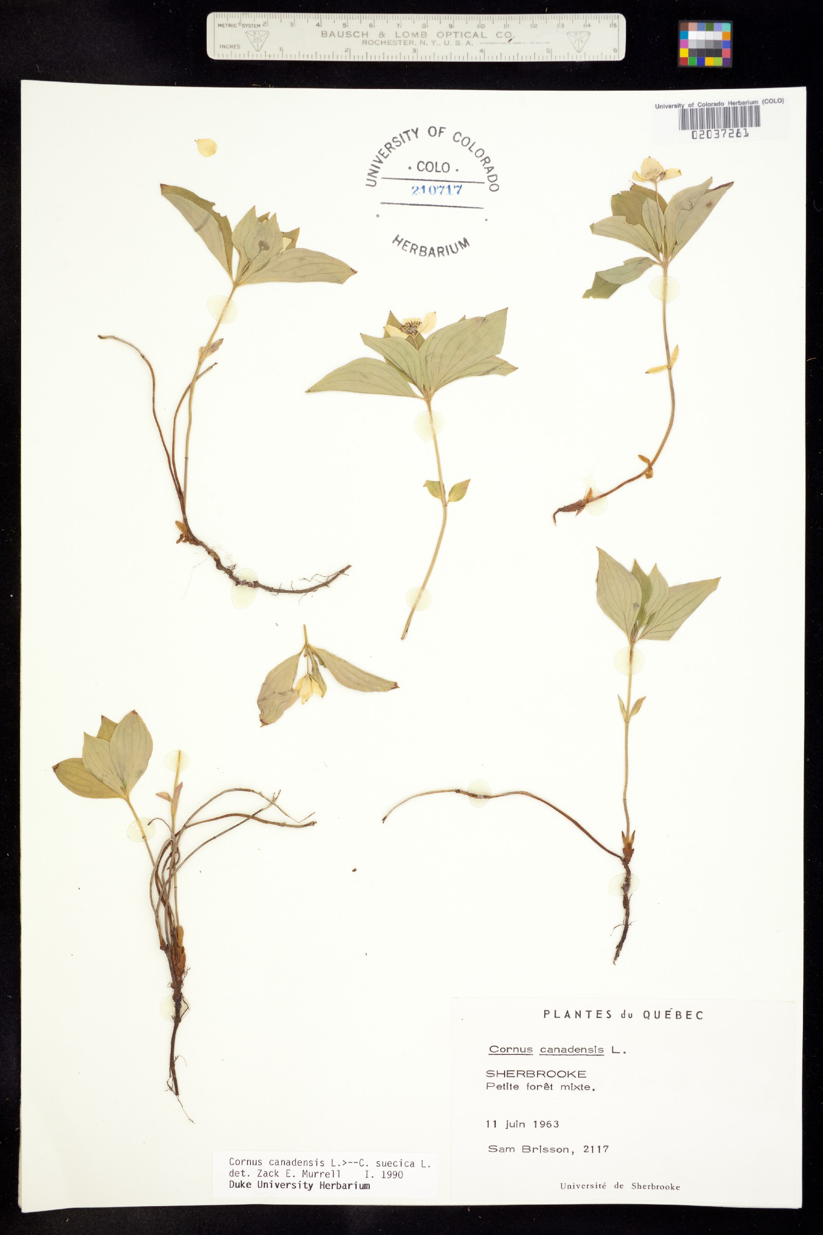 Chamaepericlymenum image