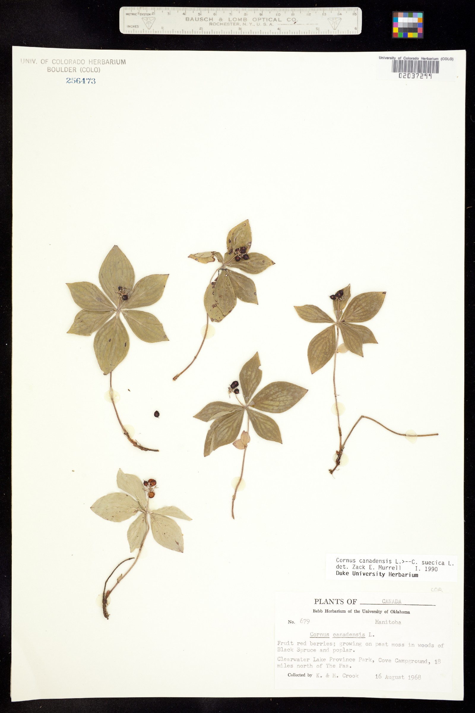 Cornus canadensis image