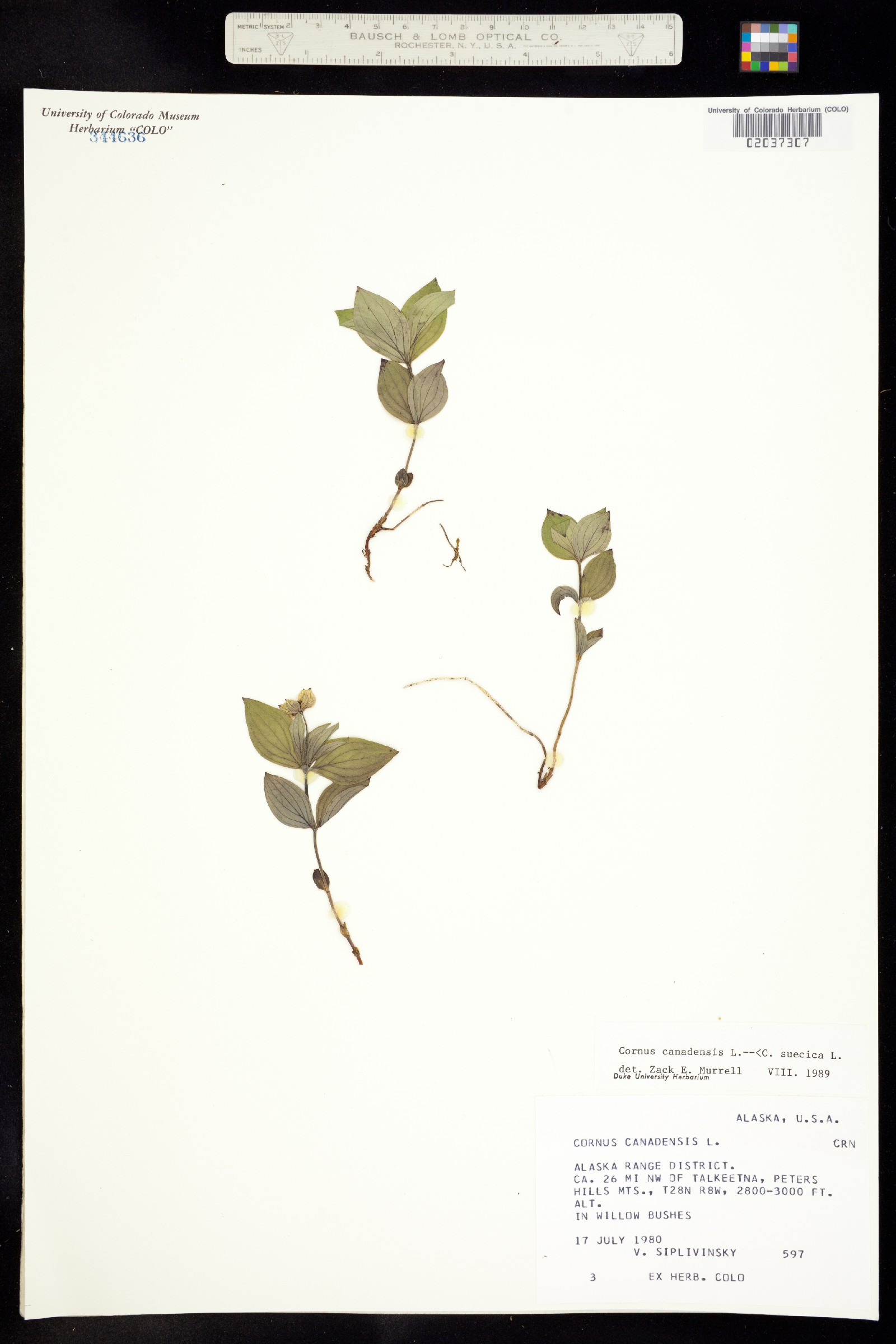 Cornus canadensis image