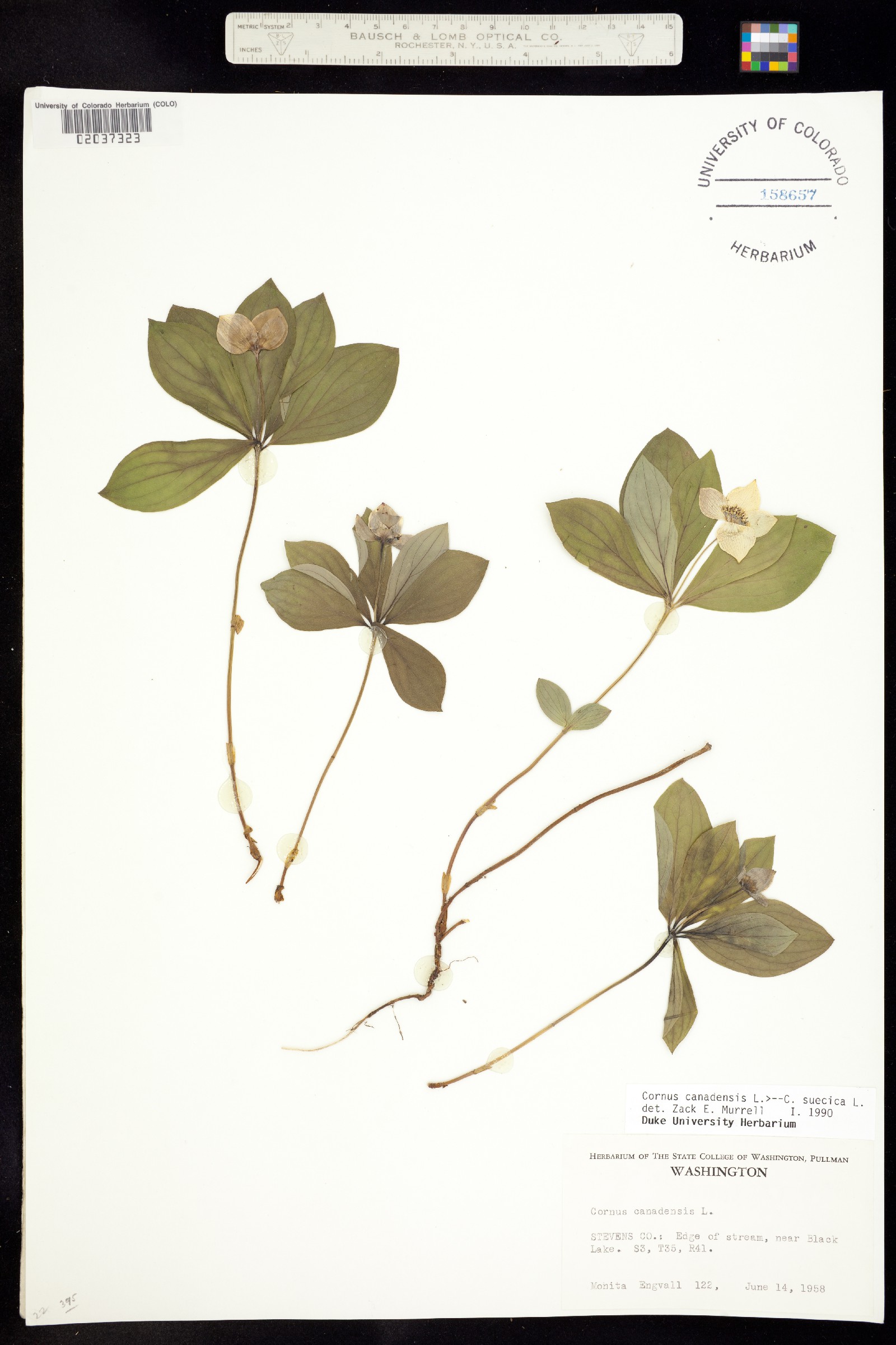 Cornus canadensis image