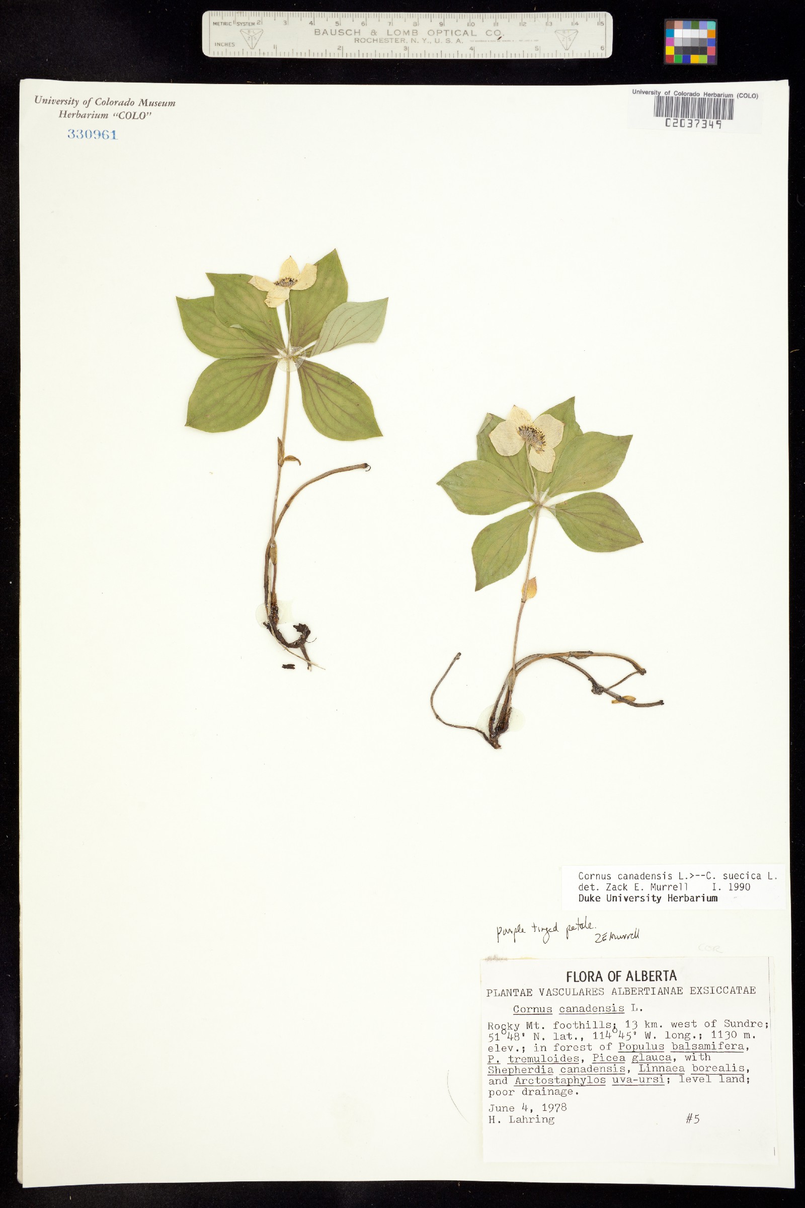 Cornus canadensis image