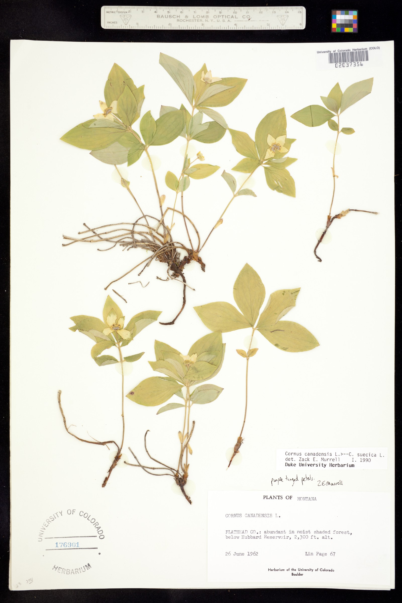 Cornus canadensis image