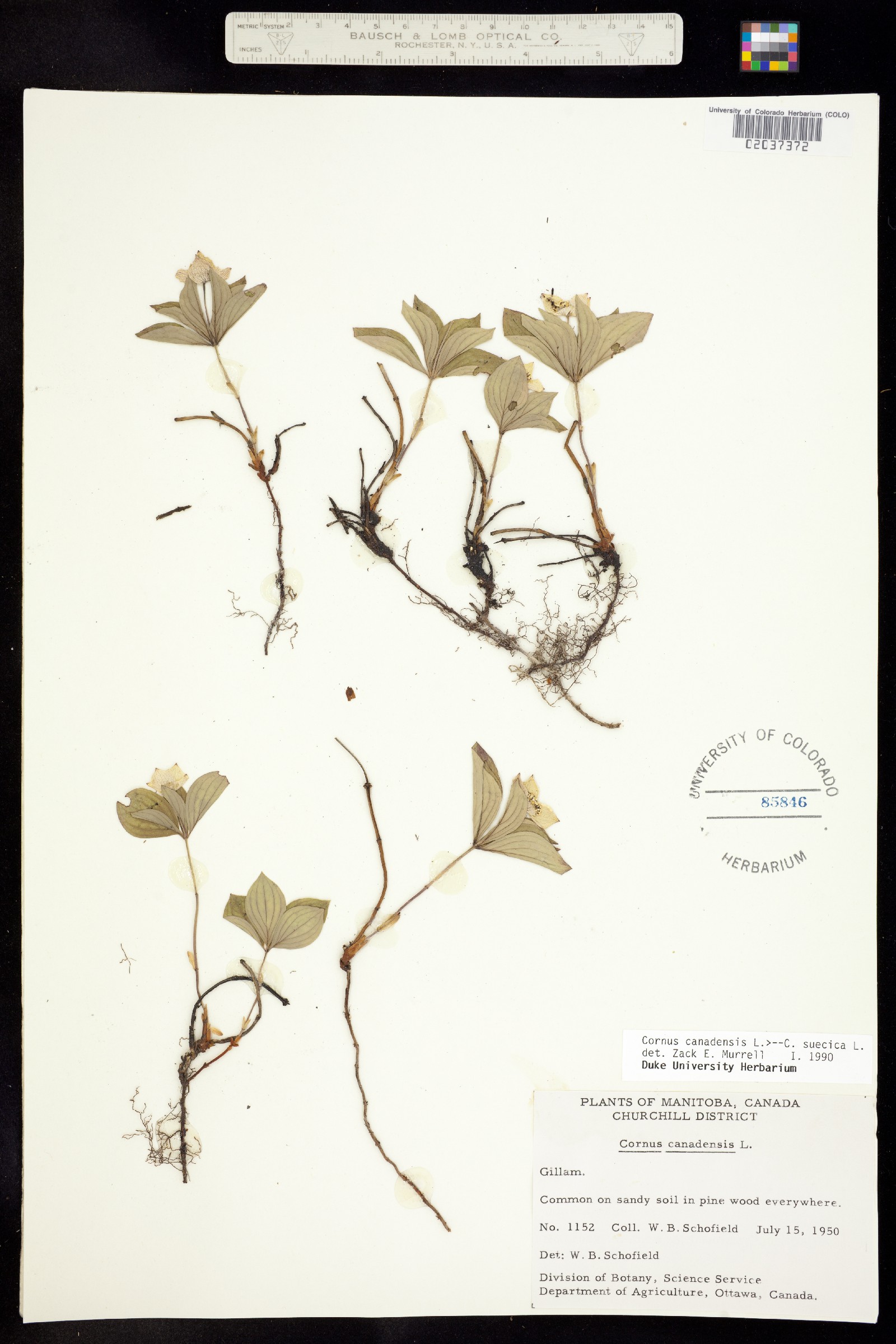 Chamaepericlymenum image