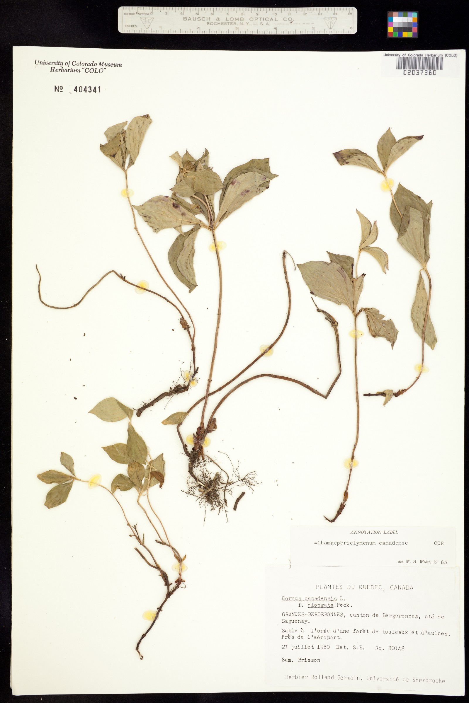 Cornus canadensis image