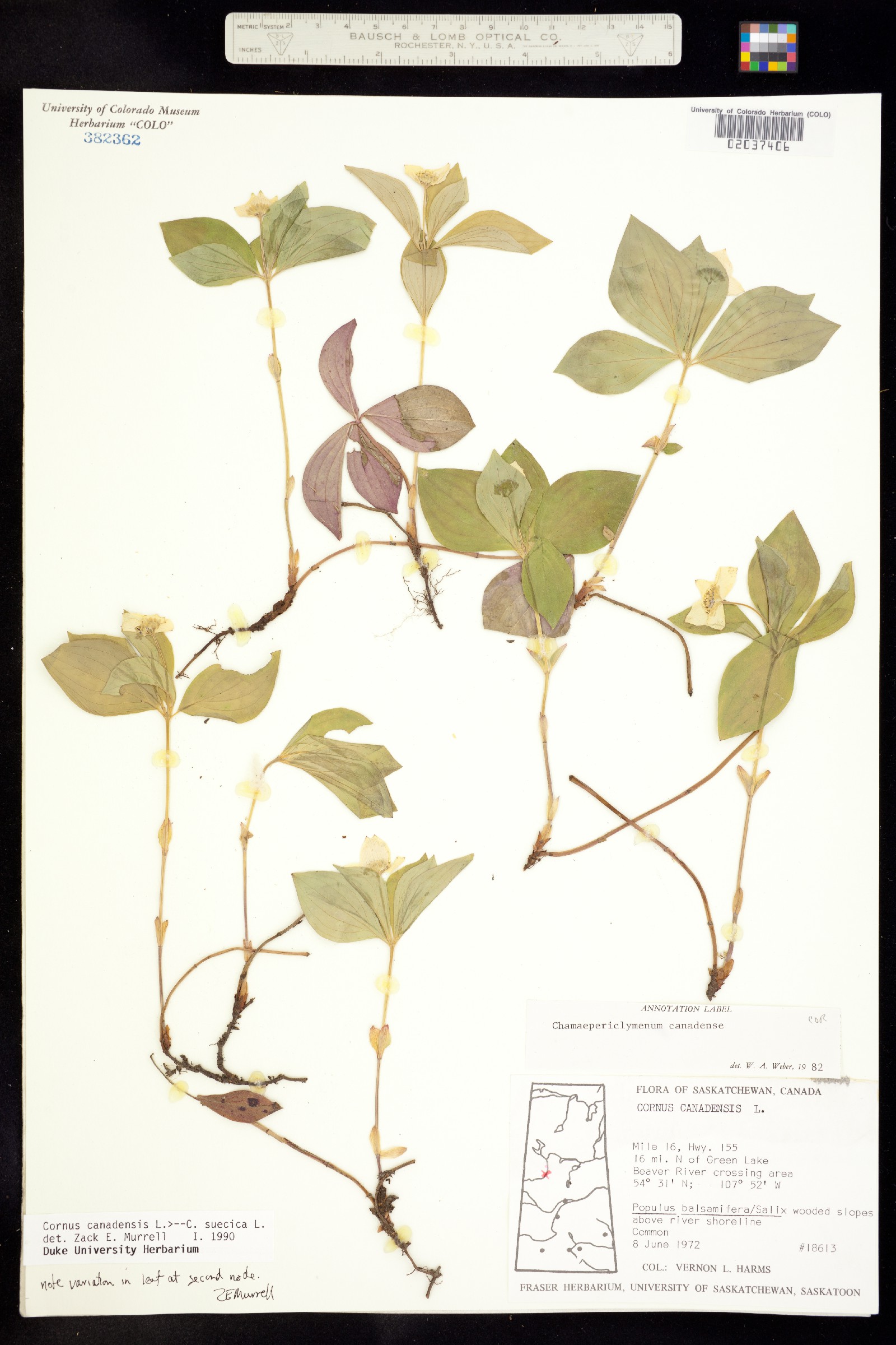 Cornus canadensis image